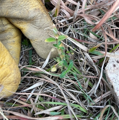 Cerastium glomeratum (Sticky Mouse-ear Chickweed) at Mount Clear, ACT - 14 Aug 2025 by JamesVandersteen
