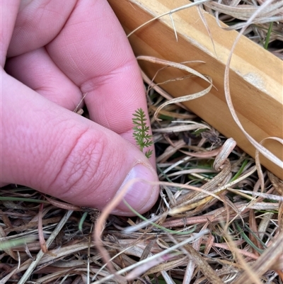 Oreomyrrhis eriopoda (Australian Carraway) at Mount Clear, ACT - 14 Aug 2025 by JamesVandersteen