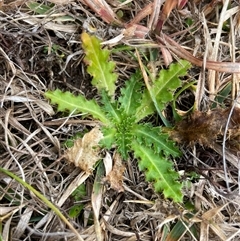 Cirsium vulgare (Spear Thistle) at Mount Clear, ACT - 14 Aug 2025 by JamesVandersteen