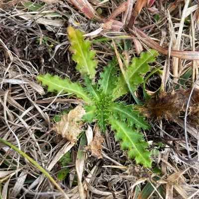 Cirsium vulgare (Spear Thistle) at Mount Clear, ACT - 14 Aug 2025 by JamesVandersteen