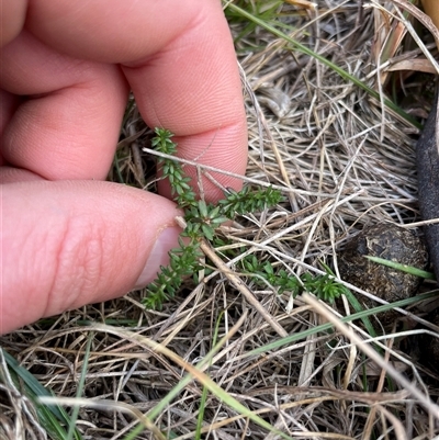 Asperula conferta (Common Woodruff) at Mount Clear, ACT - 14 Aug 2025 by JamesVandersteen