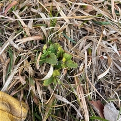 Veronica sp. at Mount Clear, ACT - 14 Aug 2025 by JamesVandersteen