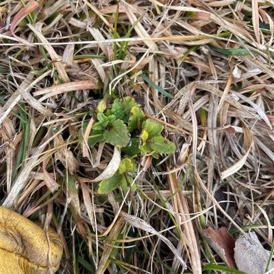 Veronica sp. at Mount Clear, ACT - 14 Aug 2025 by JamesVandersteen