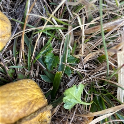 Veronica calycina (Hairy Speedwell) at Mount Clear, ACT - 14 Aug 2025 by JamesVandersteen