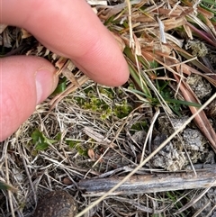 Rosulabryum sp. at Mount Clear, ACT - 14 Aug 2025 by JamesVandersteen