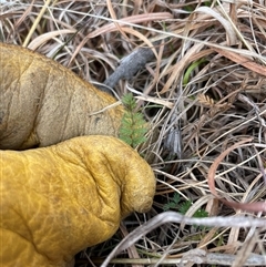 Oreomyrrhis eriopoda (Australian Carraway) at Mount Clear, ACT - 14 Aug 2025 by JamesVandersteen