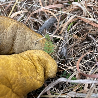 Oreomyrrhis eriopoda (Australian Carraway) at Mount Clear, ACT - 14 Aug 2025 by JamesVandersteen