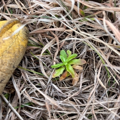 Epilobium billardiereanum (Willowherb) at Mount Clear, ACT - 14 Aug 2025 by JamesVandersteen