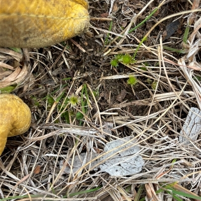 Rosulabryum sp. at Mount Clear, ACT - 14 Aug 2025 by JamesVandersteen
