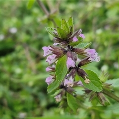 Unverified Other Wildflower or Herb at Nambucca Heads, NSW - 14 Aug 2025 by trevorpreston