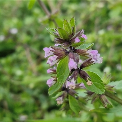 Unverified Other Wildflower or Herb at Nambucca Heads, NSW - 14 Aug 2025 by trevorpreston
