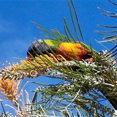 Trichoglossus moluccanus (Rainbow Lorikeet) at Nambucca Heads, NSW - 14 Aug 2025 by trevorpreston