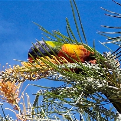 Trichoglossus moluccanus (Rainbow Lorikeet) at Nambucca Heads, NSW - 14 Aug 2025 by trevorpreston