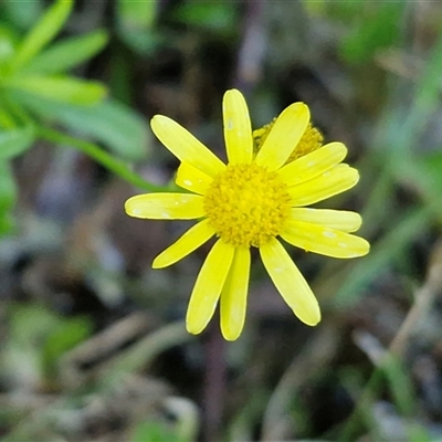 Senecio madagascariensis at Nambucca Heads, NSW - 13 Aug 2025 by trevorpreston