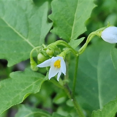 Unverified Other Wildflower or Herb at Nambucca Heads, NSW - 13 Aug 2025 by trevorpreston