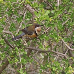 Acanthorhynchus tenuirostris (Eastern Spinebill) at Hume, ACT - 13 Aug 2025 by SandraH