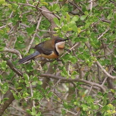 Acanthorhynchus tenuirostris (Eastern Spinebill) at Hume, ACT - 13 Aug 2025 by SandraH