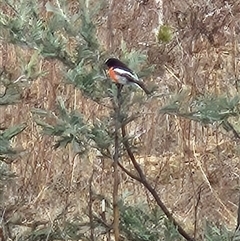 Petroica boodang (Scarlet Robin) at Tharwa, ACT - 9 Aug 2025 by ChrisHolder