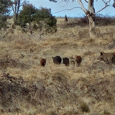 Sus scrofa (Wild Boar, Feral Pig) at Tharwa, ACT - 19 Jun 2025 by ChrisHolder