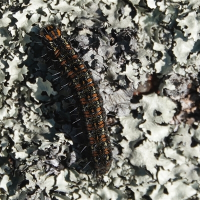 Apina callisto (Pasture Day Moth) at Hall, ACT - 14 Aug 2025 by Anna123