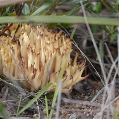 Ramaria sp. (genus) (A Coral fungus) at Hall, ACT - 13 Aug 2025 by Anna123
