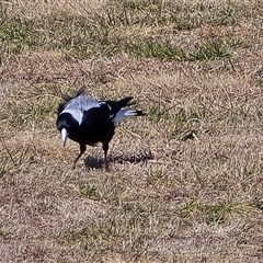 Gymnorhina tibicen (Australian Magpie) at Mawson, ACT - 14 Aug 2025 by Mike