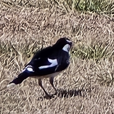 Grallina cyanoleuca (Magpie-lark) at Mawson, ACT - 14 Aug 2025 by Mike