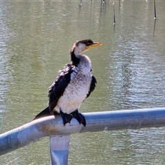 Microcarbo melanoleucos (Little Pied Cormorant) at Mawson, ACT - 14 Aug 2025 by Mike