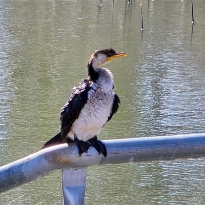 Microcarbo melanoleucos (Little Pied Cormorant) at Mawson, ACT - 14 Aug 2025 by Mike