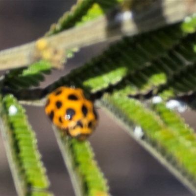 Harmonia conformis (Common Spotted Ladybird) at Mawson, ACT - 14 Aug 2025 by Mike