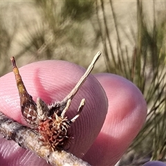 She-oak Insect Gall at Mawson, ACT - 14 Aug 2025 by Mike