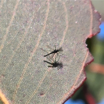 Chironomidae (family) at Mawson, ACT - 14 Aug 2025 by Mike