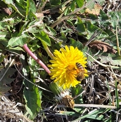 Taraxacum sect. Taraxacum (Dandelion) at Mawson, ACT - 14 Aug 2025 by Mike