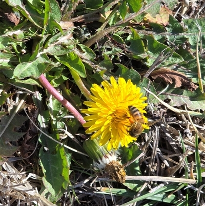Taraxacum sect. Taraxacum (Dandelion) at Mawson, ACT - 14 Aug 2025 by Mike