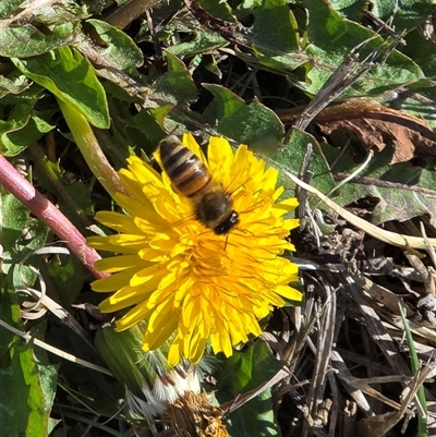 Apis mellifera (European honey bee) at Mawson, ACT - 14 Aug 2025 by Mike