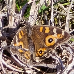 Junonia villida (Meadow Argus) at Mawson, ACT - 14 Aug 2025 by Mike