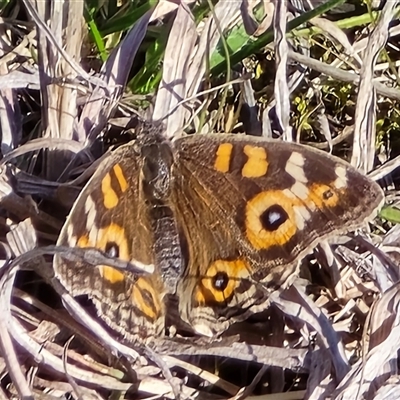 Junonia villida (Meadow Argus) at Mawson, ACT - 14 Aug 2025 by Mike