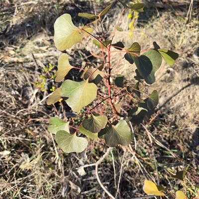 Brachychiton populneus subsp. populneus (Kurrajong) at Isaacs, ACT - 14 Aug 2025 by Mike