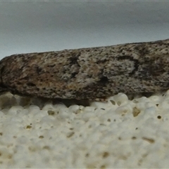 Philobota philostaura (A Concealer moth (Philobota group)) at Hall, ACT - 14 Aug 2025 by Anna123