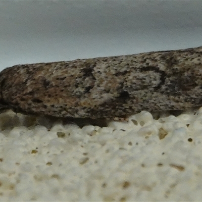 Philobota philostaura (A Concealer moth (Philobota group)) at Hall, ACT - 14 Aug 2025 by Anna123