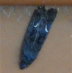 Bondia nigella (A Fruitworm moth (Family Carposinidae)) at Hall, ACT - 14 Aug 2025 by Anna123