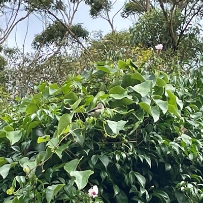 Pandorea sp. at Jervis Bay Village, JBT - 19 Jan 2023 by Hejor1