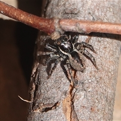 Jotus sp. (genus) (Unidentified Jotus Jumping Spider) at Hall, ACT - 14 Aug 2025 by Anna123