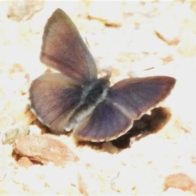Erina acasta (Blotched Dusky-blue) at Kambah, ACT - 14 Aug 2025 by JohnBundock