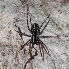 Nyssus coloripes (Spotted Ground Swift Spider) at Hall, ACT - 14 Aug 2025 by Anna123