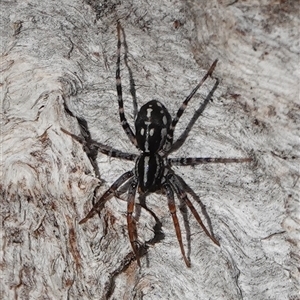 Nyssus coloripes at Hall, ACT - 14 Aug 2025 11:03 AM