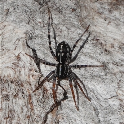 Nyssus coloripes (Spotted Ground Swift Spider) at Hall, ACT - 14 Aug 2025 by Anna123