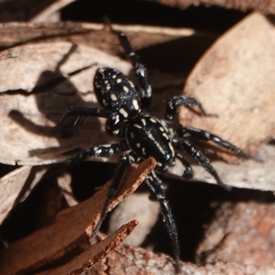 Nyssus albopunctatus (White-spotted swift spider) at Hall, ACT - 14 Aug 2025 by Anna123