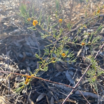 Enchylaena tomentosa (Ruby Saltbush) at Tibooburra, NSW - 18 Jun 2025 by Tapirlord