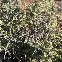Maireana pyramidata (Sago Bush) at Tibooburra, NSW - 18 Jun 2025 by Tapirlord